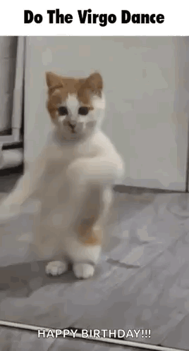 a cat is standing on its hind legs and dancing in a room .