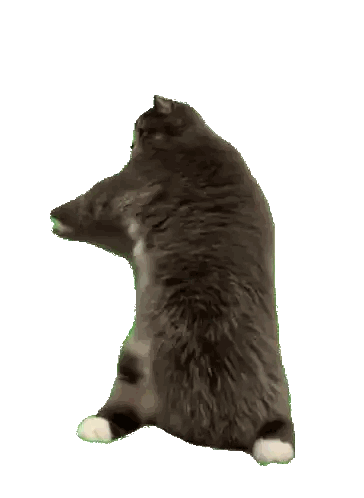 a cat is standing on its hind legs and giving the middle finger