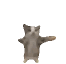 a cat is standing on its hind legs and looking at the camera .