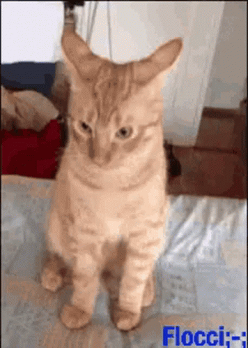 A Cat Is Standing On Its Hind Legs And Looking At The Camera GIF
