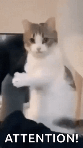 A Cat Is Standing On Its Hind Legs And Looking At The Camera With The Words `` Attention '' Written Below It . GIF