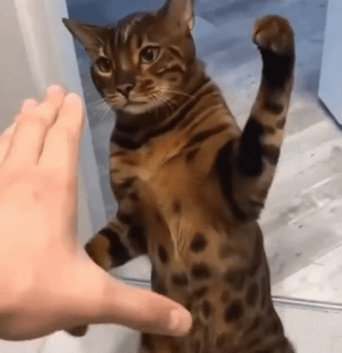A Cat Is Standing On Its Hind Legs And Reaching Out Towards A Person 'S Hand . GIF