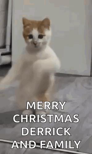 A Cat Is Standing On Its Hind Legs And Saying Merry Christmas To Derrick And Family . GIF