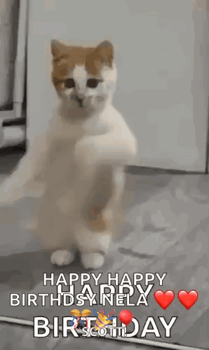 A Cat Is Standing On Its Hind Legs And Says Happy Happy Birthday Nella GIF