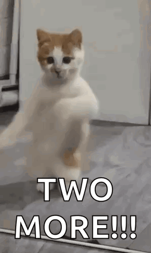 A Cat Is Standing On Its Hind Legs And Says `` Two More !!! '' . GIF