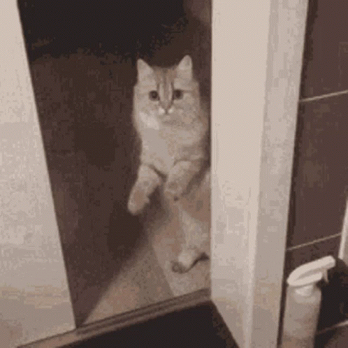 A Cat Is Standing On Its Hind Legs In A Bathroom Doorway . GIF