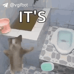 A Cat Is Standing On Its Hind Legs In A Bathroom Next To A Toilet And A Bucket . GIF