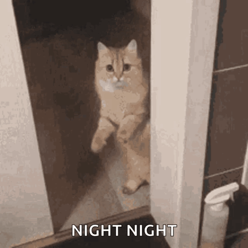 A Cat Is Standing On Its Hind Legs In A Doorway And Looking Out . GIF
