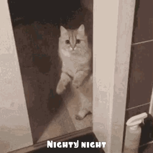 A Cat Is Standing On Its Hind Legs In A Doorway . GIF