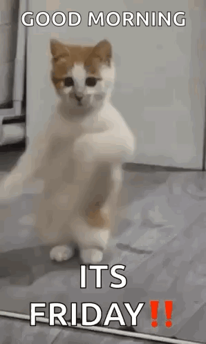 a cat is standing on its hind legs in a room with the words `` good morning its friday '' .