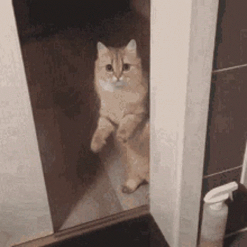A Cat Is Standing On Its Hind Legs In Front Of A Door . GIF