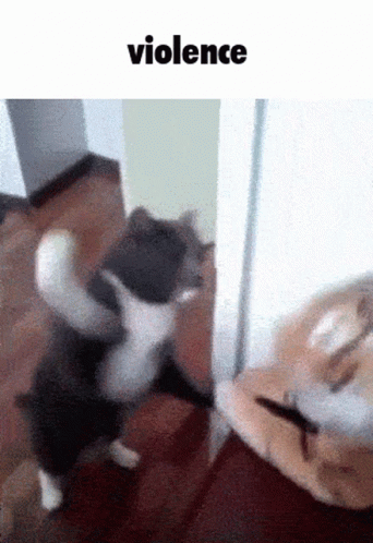 A Cat Is Standing On Its Hind Legs In Front Of A Door With The Word Violence Above It GIF