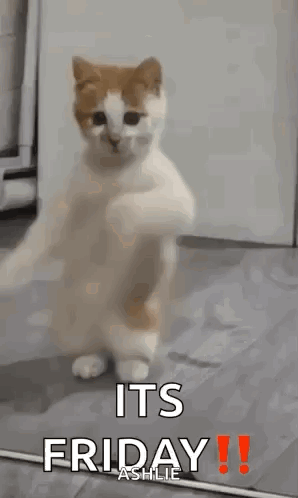 a cat is standing on its hind legs in front of a mirror and dancing .