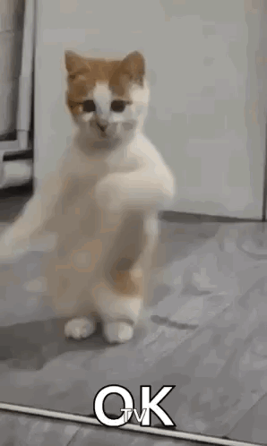 a cat is standing on its hind legs in front of a mirror and saying `` ok '' .