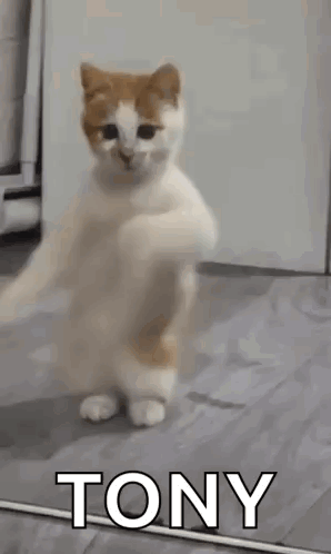 A Cat Is Standing On Its Hind Legs In Front Of A Mirror And Says Tony . GIF