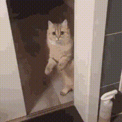 A Cat Is Standing On Its Hind Legs In Front Of A Mirror In A Bathroom GIF