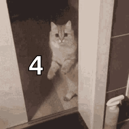 A Cat Is Standing On Its Hind Legs In Front Of A Mirror With The Number Four Above It . GIF