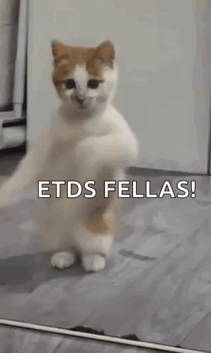 A Cat Is Standing On Its Hind Legs In Front Of A Mirror With The Words `` Etds Fellas '' Written On It . GIF