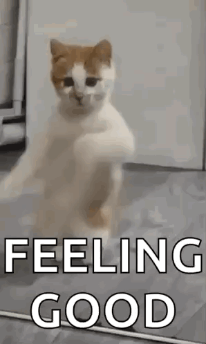 A Cat Is Standing On Its Hind Legs In Front Of A Mirror With The Words `` Feeling Good '' . GIF