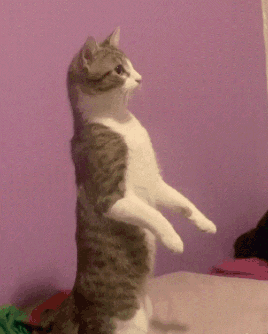 A Cat Is Standing On Its Hind Legs In Front Of A Pink Wall GIF