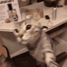 A Cat Is Standing On Its Hind Legs In Front Of A Table And Looking At The Camera . GIF