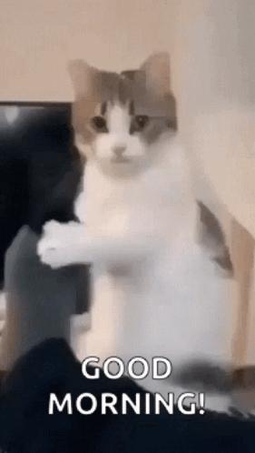 A Cat Is Standing On Its Hind Legs In Front Of A Tv And Says `` Good Morning '' . GIF