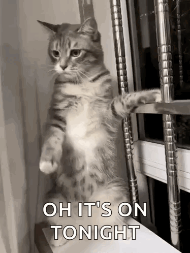 A Cat Is Standing On Its Hind Legs In Front Of A Window And Says `` Oh It 'S On Tonight '' . GIF
