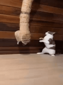 A Cat Is Standing On Its Hind Legs Next To A Person 'S Leg . GIF