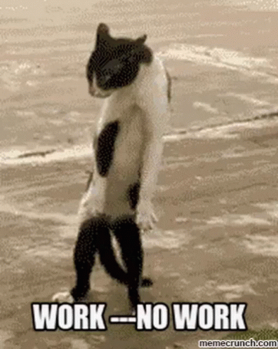 A Cat Is Standing On Its Hind Legs On A Beach With The Words `` Work - No Work '' . GIF
