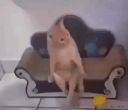 A Cat Is Standing On Its Hind Legs On A Couch . GIF
