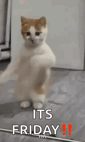 A Cat Is Standing On Its Hind Legs On A Floor And Dancing . GIF