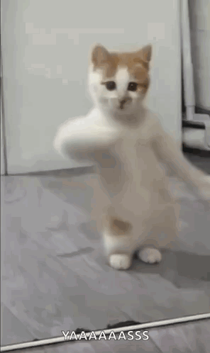 A Cat Is Standing On Its Hind Legs On A Wooden Floor With Its Paws Up . GIF