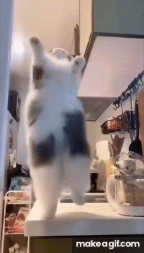 A Cat Is Standing On Its Hind Legs On Top Of A Counter In A Kitchen . GIF