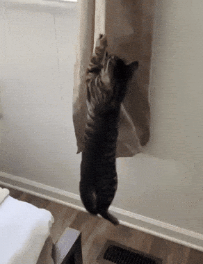 A Cat Is Standing On Its Hind Legs Reaching Up To A Window Curtain . GIF