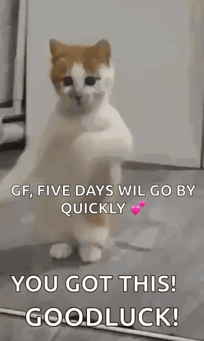 A Cat Is Standing On Its Hind Legs With A Message That Says `` You Got This ! Goodluck ! '' GIF
