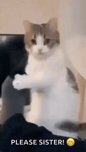 A Cat Is Standing On Its Hind Legs With A Please Sister Emoji Behind It GIF