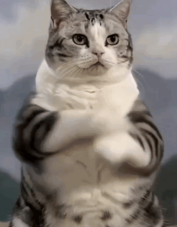 A Cat Is Standing On Its Hind Legs With Its Paws Crossed . GIF