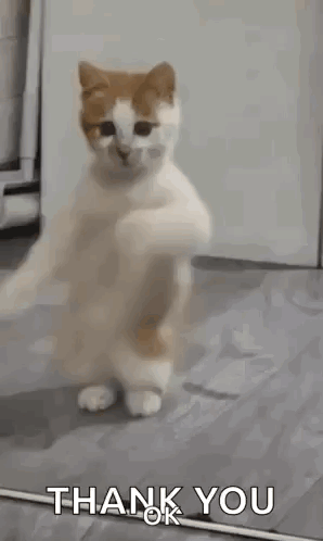 A Cat Is Standing On Its Hind Legs With Its Paws Up And Saying Thank You . GIF