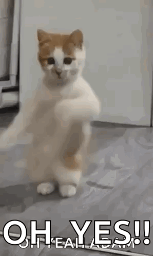 A Cat Is Standing On Its Hind Legs With Its Paws Up . GIF