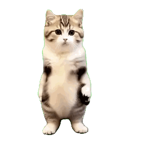 a cat is standing on its hind legs with its paws up