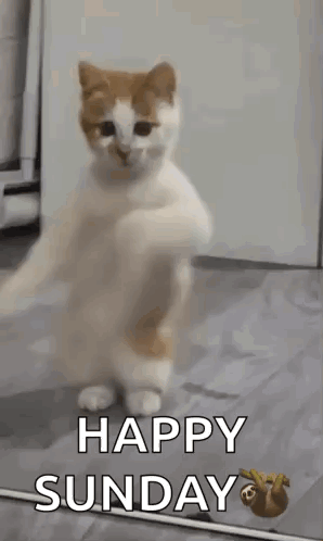 A Cat Is Standing On Its Hind Legs With The Words `` Happy Sunday '' Written Below It . GIF