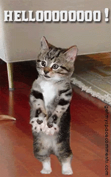 A Cat Is Standing On Its Hind Legs With The Words Hello Written Above It GIF