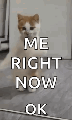 A Cat Is Standing On Its Hind Legs With The Words `` Me Right Now Ok '' Written On It . GIF