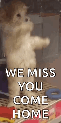 A Cat Is Standing On Its Hind Legs With The Words `` We Miss You Come Home '' . GIF
