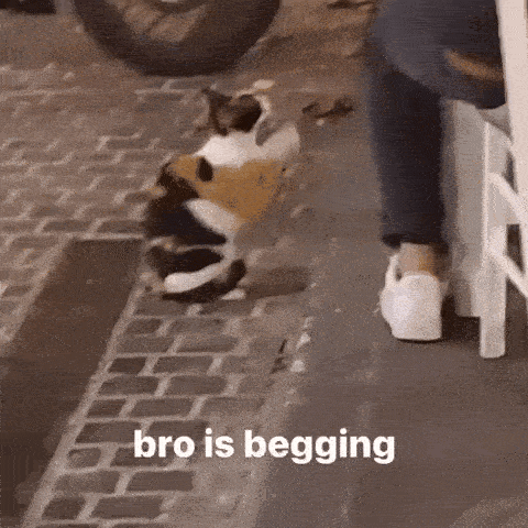 A Cat Is Standing On The Sidewalk Next To A Person 'S Legs . GIF