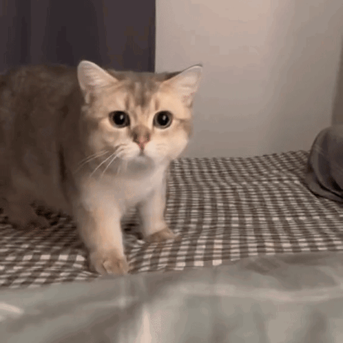 A Cat Is Standing On Top Of A Bed Looking At The Camera . GIF