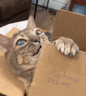 A Cat Is Sticking Its Paw Out Of A Cardboard Box That Says Return GIF