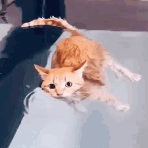 A Cat Is Swimming In A Bathtub With A Person Holding Its Tail . GIF