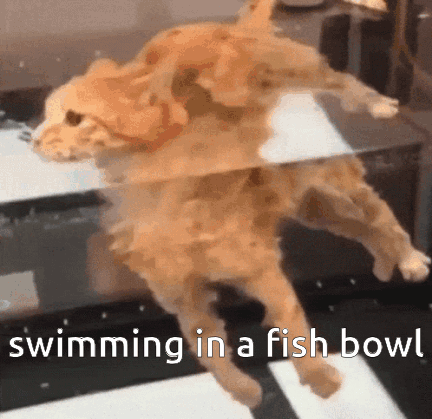 A Cat Is Swimming In A Fish Bowl With The Caption Swimming In A Fish Bowl GIF
