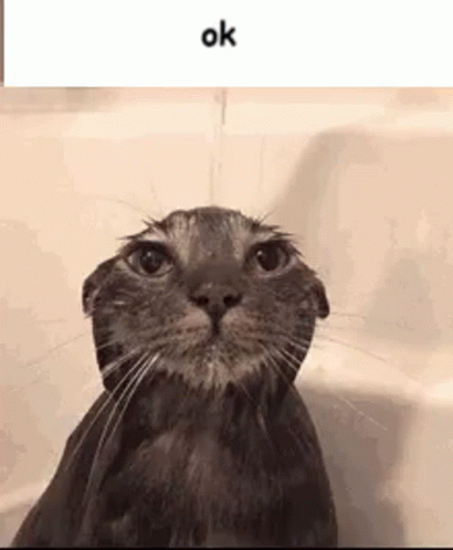 A Cat Is Taking A Bath In A Bathtub And Looking At The Camera . GIF